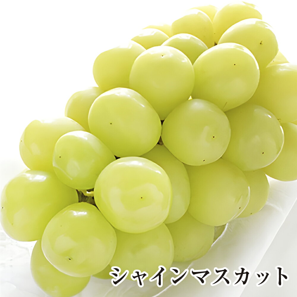 【ふるさと納税】シャインマスカット 約 1.5kg / 2.4kg 果物類 ぶどう ブドウ 葡萄 フルーツ デザート 【2026年8月下旬～9月上旬まで順次発送予定】 山梨県 身延町 送料無料