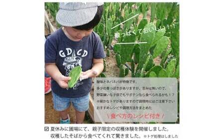 【ふるなびWEEK対象】メキシコ生まれ春日井育ちの健康野菜 食べるサボテン 春日井ノパル 300グラム×2パック | サボテン 多肉植物 ウチワサボテン 食用サボテン ノパル ノパール ノパレス NO