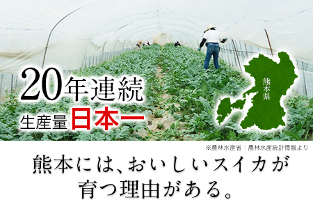 【日付指定不可】『きよたファーム』の黄色すいか1玉 《5月上旬-7月中旬頃出荷》熊本県玉名郡玉東町『きよたファーム』｜人気スイカ ブランドスイカ 特産スイカ 熊本県スイカ 玉東町スイカ 大人気返礼品