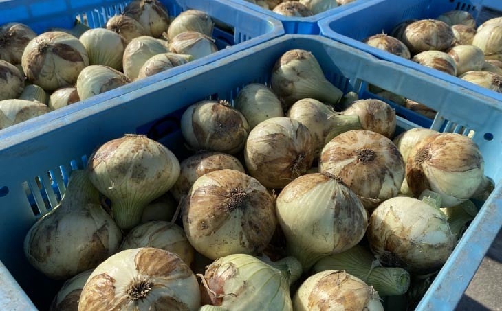 トロっと甘い！！淡路島産新玉ねぎ10㎏