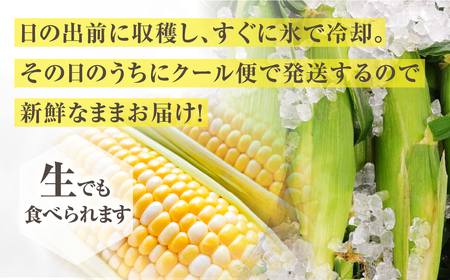 【先行予約】氷締めとうもろこし バイカラー 20本～24本 寺田さんちのとうもろこし