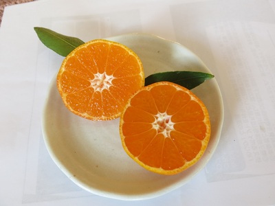 先行予約【訳あり 無農薬】みかん３種（計３kg）おまかせ食べ比べセット　お楽しみ 柑橘 フルーツ【R00241】