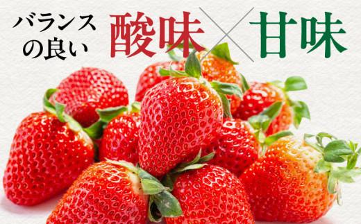 高松産季節の果物＜希少品種　女峰いちご＞約250g×8パック入り【2026年1月中旬～2026年6月中旬配送】