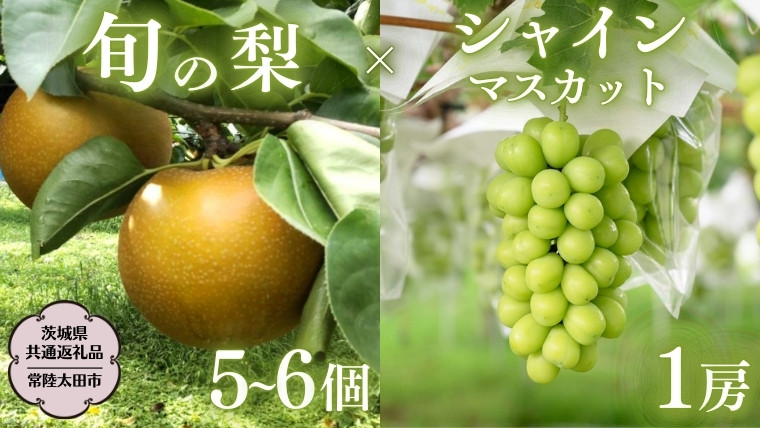 
             茨城県産 「 シャインマスカット １房 」と「旬の 梨 」 詰め合わせ 約 3kg 【茨城県共通返礼品／常陸太田市】 桧山果樹園 農家直送 桧山果樹園 農家直送 フルーツ  甘い 直送 茨城 限定 ギフト ぶどう シャインマスカット 旬 梨 秀玉 恵水 秋月 詰め合わせ 食べ比べ 果物 [DU011sa]
          