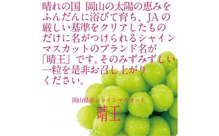 [HS]【定期便 全2回】ぶどう 2025年 先行予約 9月・10月発送 シャイン マスカット 晴王 1房 約650g ブドウ 葡萄  岡山県産 国産 フルーツ 果物 ギフト