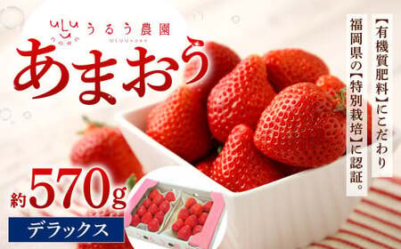 うるう農園 デラックス あまおう 2パック（約570g）【2025年1月下旬～2025年3月下旬順次発送予定】いちご イチゴ 苺 フルーツ 果物 福岡県産