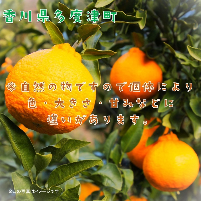 長期貯蔵 熟成 不知火(でこぽん)約2.8kg【予約受付中!令和7年5月中旬より発送】【B-29】