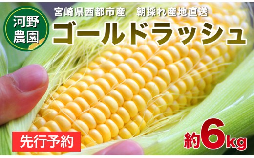 河野農園 朝どれスイートコーン『ゴールドラッシュ』約6kg【先行予約】＜1-42＞tとうもろこし トウモロコシ★
