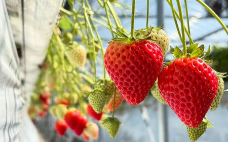 【R8年2月以降発送】いちごさん 240g×4パック 【8/12ICHIGOFARM】[IBR006]