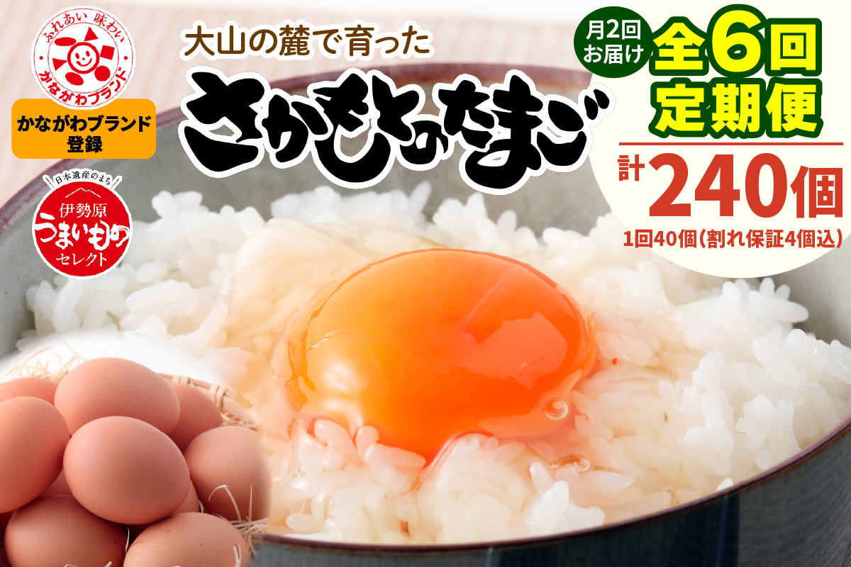 [定期便／3ヶ月×月2回 (全6回)]《2026年4月中旬より順次発送》さかもとのたまご 40個 (36個＋割れ保証4個) 合計240個｜坂本養鶏 大山の麓で育ったさかもとのたまご 赤玉卵 玉子 鶏卵 伊勢原市 赤玉卵 玉子 生卵 国産 TKG タマゴ 新鮮 大山 鶏 ギフト 安心 安全 親子丼 卵焼き 目玉焼き お菓子 [0797]