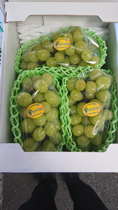 シャインマスカット 約1.8kg 【2房～5房】【2026年7月下旬〜8月下旬頃順次発送予定】