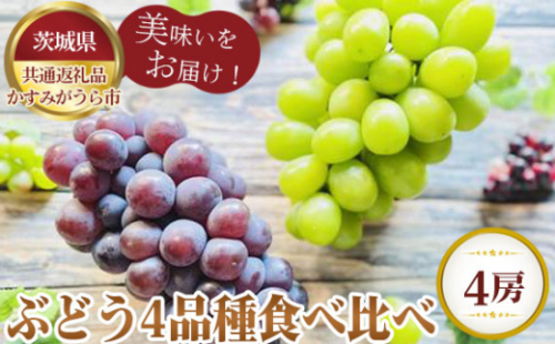 No.605 【先行予約】ぶどう4品種食べ比べ【茨城県共通返礼品 かすみがうら市】 ／ 旬 新鮮 葡萄 ブドウ 果物 フルーツ 茨城県 特産品