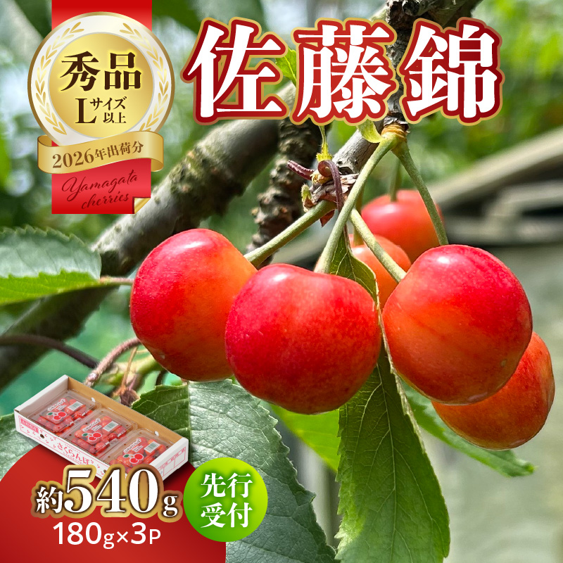 【2026年度先行受付】★さくらんぼ佐藤錦★約540g 秀品 【6月より順次発送予定】