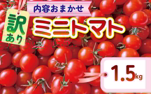 【訳あり】 品種おまかせ ミニトマト (2種以上) 1.5kg とまと トマト ミニトマト みにとまと 完熟 期間限定 冷蔵 常温 プチ プチトマト 野菜 サラダ お弁当 産地直送 新鮮 国産 千葉県産 美容 健康 厳選 おまかせ お楽しみ セット ランダム 千葉県 旭市 Sai10faRM stf002