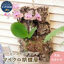 【ふるさと納税】観葉植物 バージンコルクプランツ マイクロコチョウラン 1個 花色おまかせ 胡蝶蘭 花 プレゼント ギフト 贈答用 送料無料 株式会社チャーム