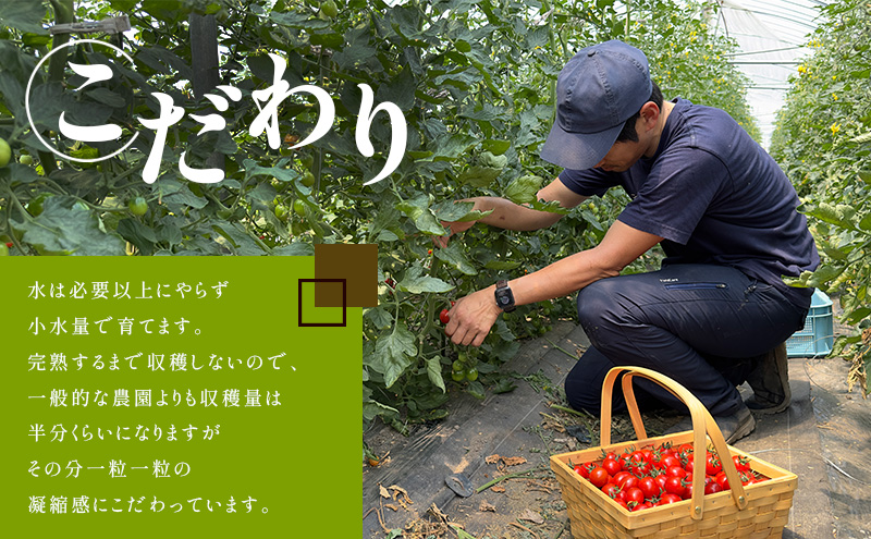 訳あり 北海道 完熟 新鮮 ミニトマト フラノルージュ 1kg 上富良野 自宅用 野菜 産地直送