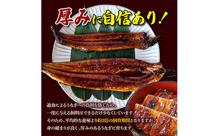 うなぎ蒲焼き 国産 特大 3尾セット タレ付き 高知県土佐市 【株式会社山本養鰻】 [BQAL001]