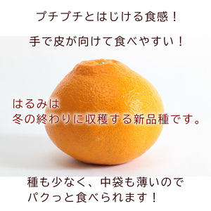 【2027年3月中旬頃から順次発送】 はるみ 小玉 5kg 中島みかん農園｜先行予約 蜜柑 みかん 小粒 わけあり 訳あり 甘い 柑橘 愛媛 糖度 数量 限定 愛媛 松山【NM0081】