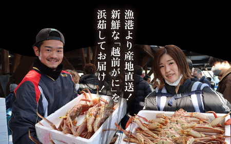 訳あり【年内12月発送】越前がに本場の越前町からお届け！浜茹で越前かに 中サイズ（生で600～800g） × 1杯  [e43-x009_12] カニ かに 越前がに 越前ズワイガニ 越前かに 越前カ