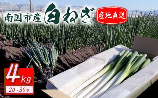 白ねぎ 4kg(20～30本) | 長ネギ 葱 薬味 鍋 すき焼き ねぎま うどん そば 高知県 南国市