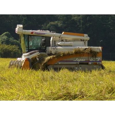 ふるさと納税 古河市 【令和7年産】古河市産 コシヒカリ5kg【小久保農園】| こめ 米 コメ 白米 _AS01 |  | 01