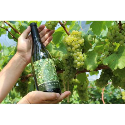 ふるさと納税 雲南市 白ワイン　シャルドネ　750ml×2本 |  | 02