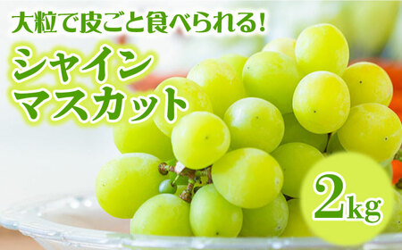 【2024年7月〜発送】【２回定期便】南島原産！ぶどう食べ比べ・旬のぶどう（ブラックビート・巨峰・ピオーネのいずれか）・シャインマスカット / 南島原市 / ながいけ[SCH062]