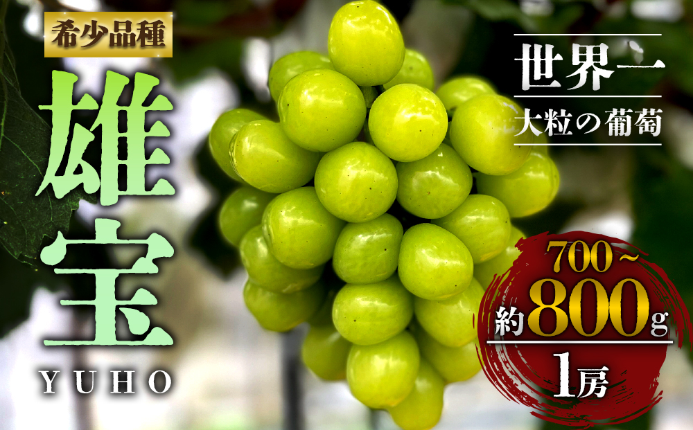 【ぶどう】【予約】雄宝 1房 (約700g～約800g)   【超希少 シャインマスカット マスカット葡萄 果物 くだもの フルーツ 秋 秋の味覚 新鮮  皮ごと ブドウ お取り寄せ 産地直送 ジューシー 美味しい  熊本県 阿蘇市】