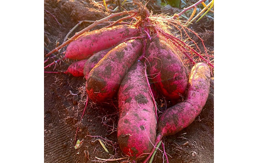 【ほしいも三ツ星生産者】清勝農園 干し芋 紅はるか1Kg