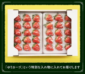 【令和9年発送】さがほのか（L~2L）15~18粒入×2パック 【 国産 イチゴ 苺 くだもの 果物 期間限定 数量限定 】