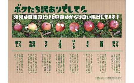 ★品種おまかせ★ 旬の小玉りんご 2種類8個入り 家庭用 りんご