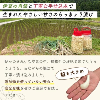 ふるさと納税 伊豆市 【数量限定】 伊豆 天城農園 青い鳥 らっきょうの甘酢漬け(130g×4つ) |  | 01