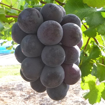 【2025年10月より発送】大粒ぶどう3種セット2kg シャインマスカット ピオーネ クイーンニーナ