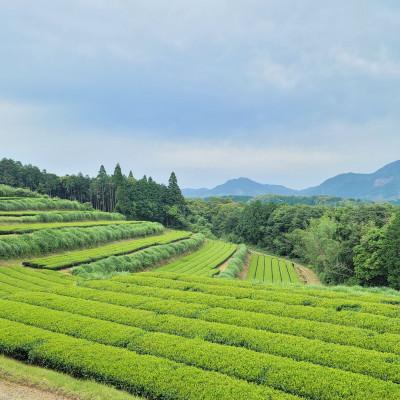 ふるさと納税 さつま町 オーガニック1番茶のみ!有機煎茶 さつま茶日和( 90g×6袋 ) |  | 02