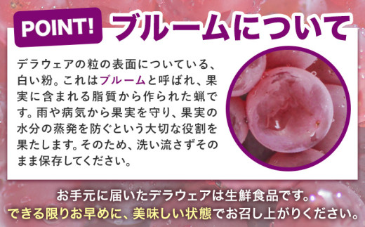 【先行予約】デラウェア ぶどう 約1kg 4〜8房 フルーツ 果物《2026年6月中旬-7月上旬頃出荷》和歌山県 岩出市 送料無料 一大産地 青果 お取り寄せフルーツ