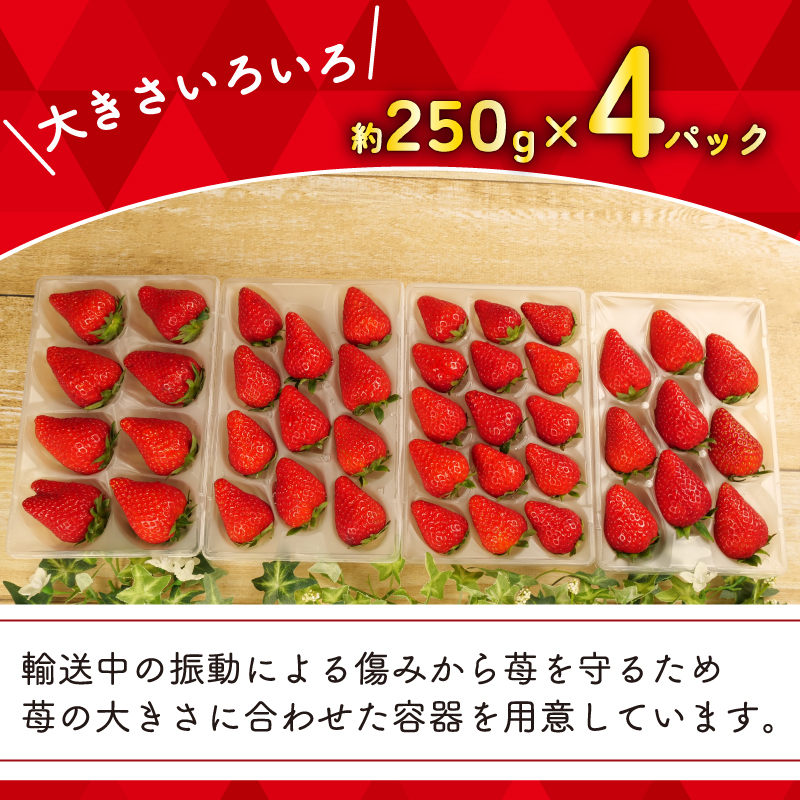 【先行予約 : 2026年1月～2026年2月発送予定 】 いちご きらぴ香 約1kg 約250g×4パック 朝どれ 完熟 苺 産地 直送 フレッシュ イチゴ 贈答 フルーツ 果物 国産 静岡県 藤枝市 ふるさと人気 ふるさとおすすめ