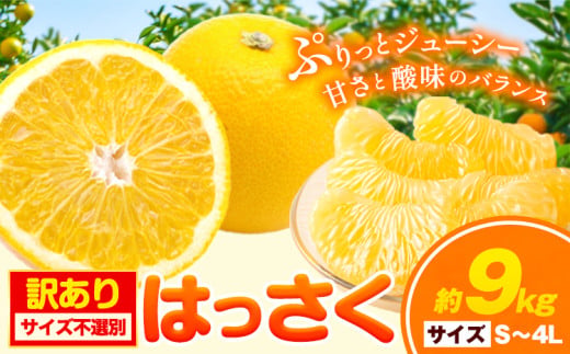 【訳あり/ご家庭用】はっさく 約9kg (4L~Sサイズ サイズ不選別) 早生･晩生指定不可《2月上旬-3月中旬に出荷予定(土日祝除く)》和歌山県 岩出市 産地直送 みかん 八朔 柑橘 果物 フルーツ ご家庭用 ビタミンC たっぷり
