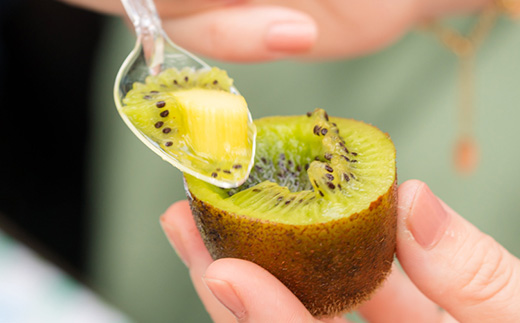 掛川産 カラフルキウイ 5種・15個～18個セット:キウイフルーツカントリーJapan　5887【配送不可地域：離島・北海道・沖縄県・四国・九州】