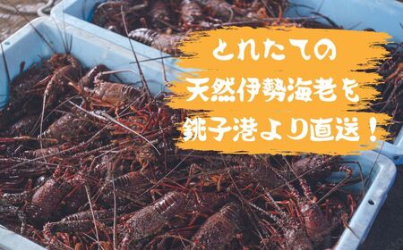 活 伊勢海老 数量限定 約800g～1kg 天然 銚子港水揚げ イセエビ 海老 えび 刺身 ボイル バーベキュー アウトドア エビフライ 人気 高級 おススメ 新鮮 海鮮 贈答 プレゼント ギフト お