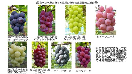 世羅産ぶどう食べ比べセット 約2kg【先行予約・数量限定】カナダ人農園主 ぶどう ブドウ マスカット フルーツ 果物 くだもの 産地直送 世羅 ラピアビンヤード【2026年9月下旬以降順次発送】 A0
