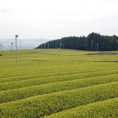 ふるさと納税 島田市 ハラダ製茶 産地 飲み比べ 100g×9袋 |  | 02