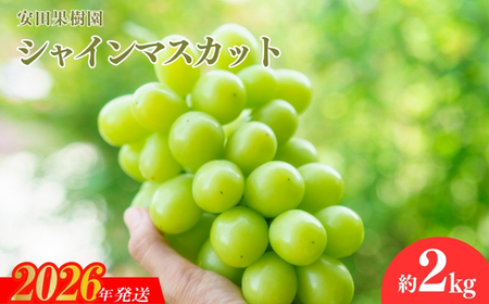 No.2613ぶどう　シャインマスカット約2kg【2026年発送】