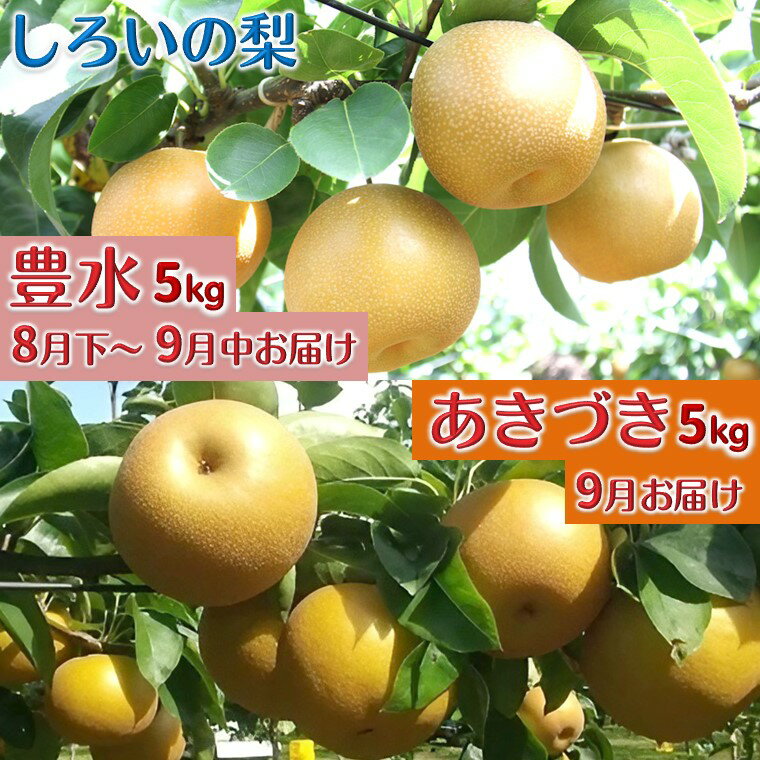 【ふるさと納税】【今夏秋収穫分】梨2品種セット 豊水 あきづき 各5kg しろいの梨 予約受付 ジューシー 甘い 美味しい おすすめ 果汁たっぷり 甘い梨 フルーツ 果物 名産 特産品 ジャム コンポート ジュレ ジュース 千葉県 白井市
