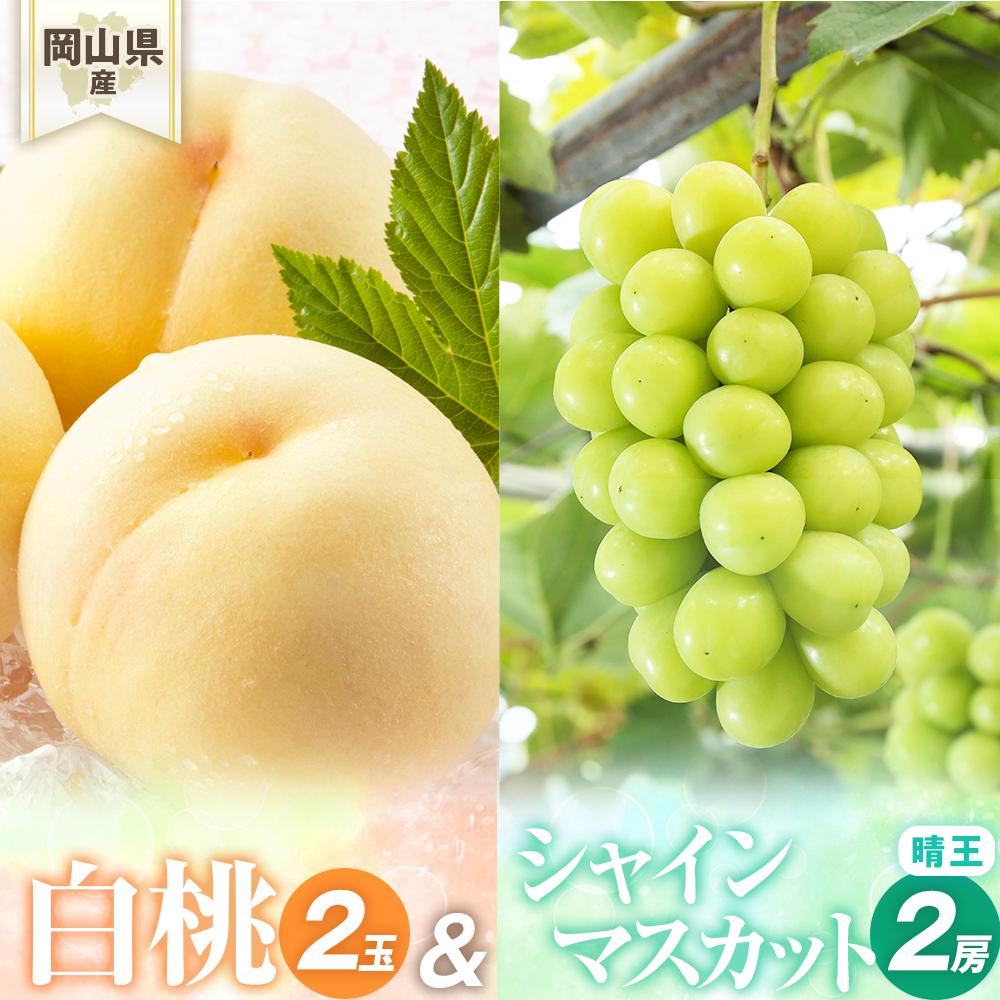 【ふるさと納税】桃 ぶどう 2026年 岡山県産 詰合/白桃2玉(1玉220g以上)・シャインマスカット『晴王』2房(1房480g以上) 化粧箱入り | フルーツ 果物 くだもの 食品 人気 おすすめ 送料無料
