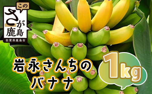貴重！鹿島産バナナ 約1kg（5～8本）｜岩永さんちのバナナ 安心安全 栽培期間農薬不使用 上品な甘さ＆もちもち食感 生産者直送 おやつ 朝食 国産 果物 フルーツ ばなな 佐賀県 鹿島市 人気 B-824