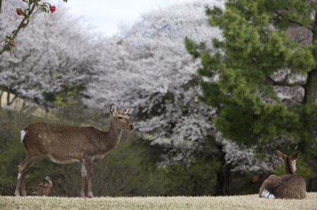 修善寺カントリークラブゴルフプレー券【平日１組（４名まで）プレー券】