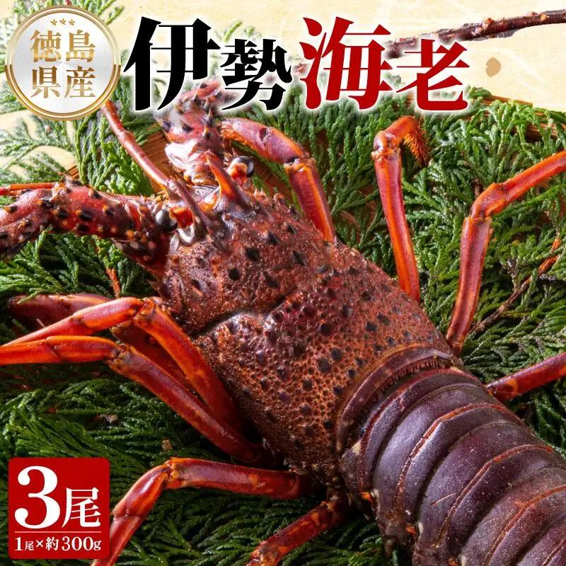 伊勢海老 300g 3尾 伊勢海老
