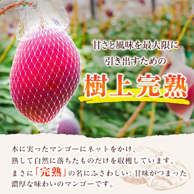 先行予約 ＜訳あり＞ 完熟マンゴー 宮崎県産 3Lサイズ 2玉 フルーツ 果物【B616-26】_イメージ3