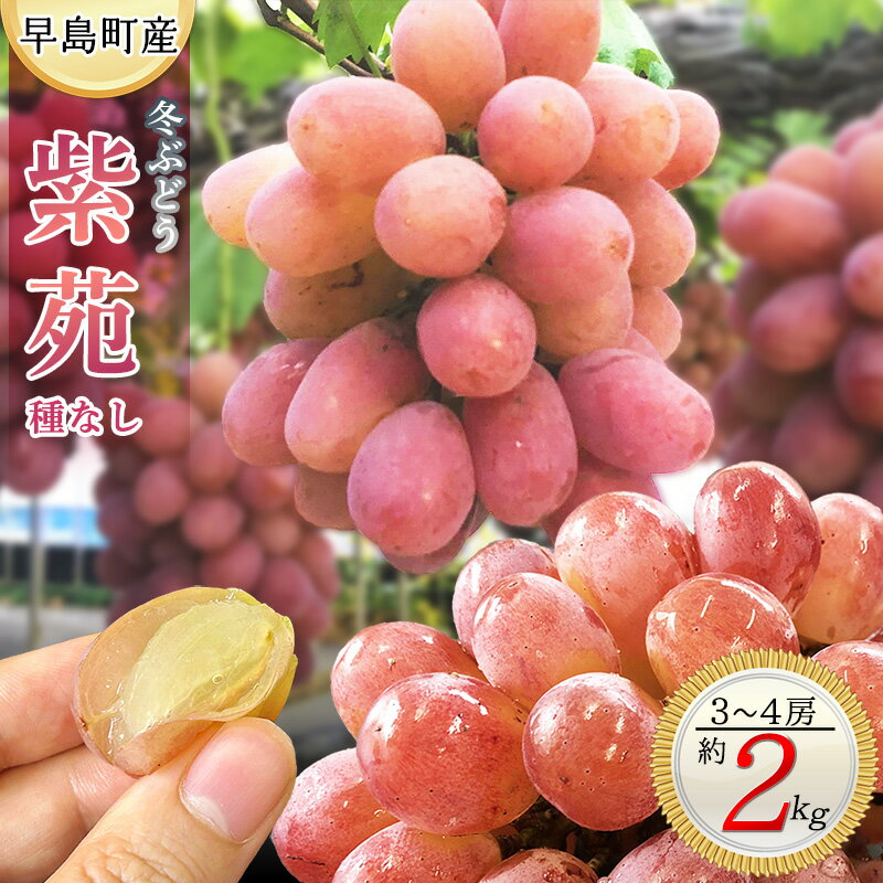 【ふるさと納税】家庭用 冬ぶどう紫苑（3～4房・2kg程度）（林果樹園）～関連キーワード：ぶどう シャインマスカット 岡山 晴王 栽培 晴れの国岡山 年内発送可 年内発送 種無し タネなし 種なし 訳あり 傷 不揃い 規格外～