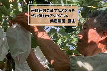 【南信州高森産】希少ぶどう 富士の輝 1房